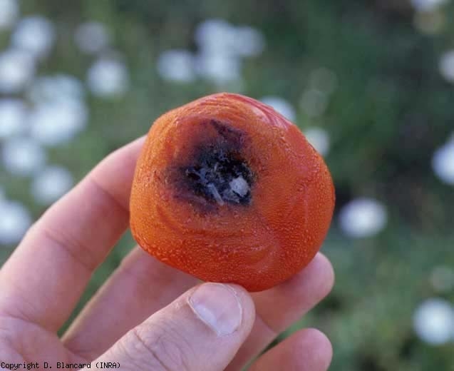 Champignons Aux Tomates. Voyageur Aux Cheveux Noirs Bouclés Portant Une  Chemise Orange Mangeant Des Champignons Avec Des Tomates Après La Nuit Dans  La Tente Banque D'Images et Photos Libres De Droits. Image