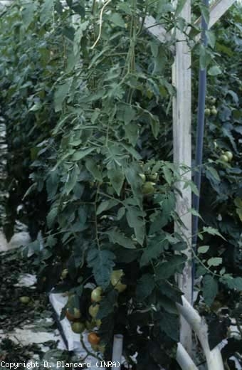 Cette plante, affectée par l'<b>argenture de tête</b> (head silvering), présente de nombreuses folioles et feuilles petites, vert clair, ternes à argentées, contrastant avec les feuilles basses normales. 