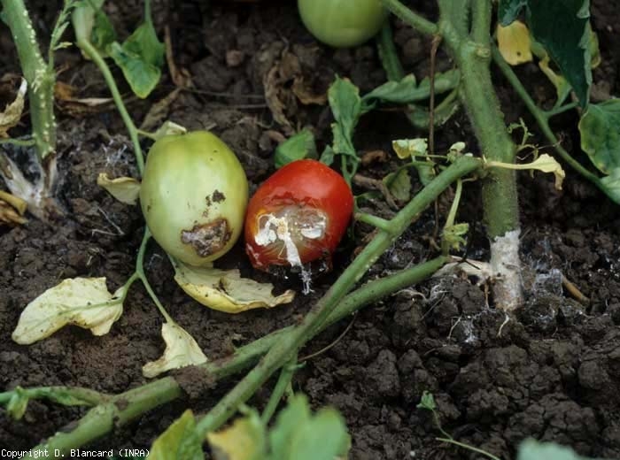 tomate cu boală articulară