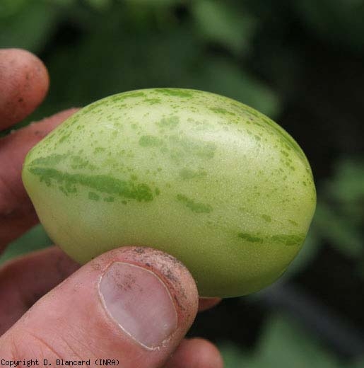 Une portion longitudinale de ce fruit porte des stries plus ou moins larges et étendues de couleur vert foncé, et liées à une anomalie génétique. <b>Argenture</b> (<i>Silvering</i>)