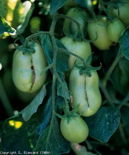 De fines cicatrices liégeuses traversent ces fruits encore verts. <b>Fruit à fermeture éclair</b> (zippering)