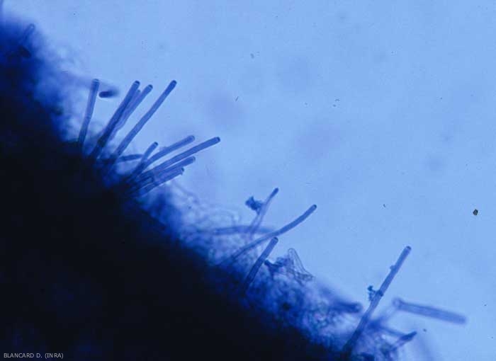 Plusieurs conidiophores non ramifiés et dressés de <b><i>Cercospora longissima</i></b> sont visibles sur l'épiderme de cette feuille. Initialement hyalins, ils finissent par brunir progressivement. (cercosporiose, <i>cercospora</i> leaf spot)