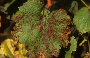 Le faciès 'mildiou mosaïque' sur feuille de vigne est constitué de petites tâches polygonales. D'abord chlorotiques, elles deviennent rapidement nécrotiques comme c'est le cas sur cette photo.
<i><b>Plasmopara viticola</b></i>