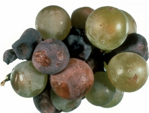 Les baies de raisin affectées par <i><b>Phomopsis viticola</b></i> brunissent et se ratatine progressivement. Excoriose 