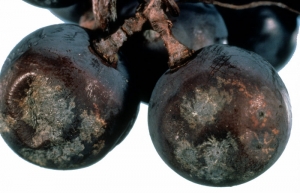 <b><i>Phomopsis viticola </i></b> : symptômes sur baies. Excoriose