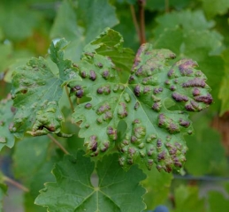 Parfois, les galles provoquées par <i>Columerus vitis</i> peuvent occuper une surface non négligeable de la surface de la feuille : <b>Erinose</b>