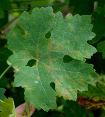 Mildiou mosaïque débutant sur feuille de vigne. On distingue de nombreuses et petites lésions chlorotiques, souvent délimitées par les nervures, apparaissant sur le limbe. <i>Plasmopara viticola</i> (<b>Mildiou</b>)