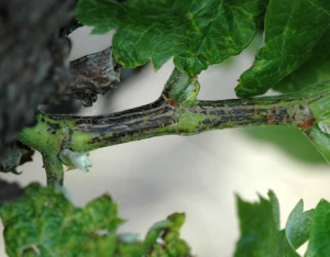 Brunissement et subérisation d'une portion étendue d'un rameau de vigne. <b><i>Phomopsis viticola</i></b> (excoriose) 5