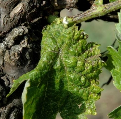 <b><i>Phomopsis viticola</i></b> (excoriose) 8