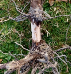 L'attaque de <b><i>Ilyonectria liriodendri</i></b> a obligé ce pied de vigne à former deux plateaux racinaires bien visibles.  (pied noir)