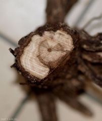 Une coupe transversale permet de visualiser dans le bois une lésion nécrotique brune  qui a du évoluer de l'écorce vers la moelle. <b><i>Ilyonectria liriodendri</i></b> (pied noir)