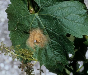 Large tache nécrotique beigeâtre, plus sombre en périphérie, se nécrosant progressivement.  <b><i>Botrytis cinerea</i> </b>(pourriture grise)