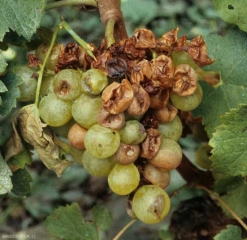 Symptômes de pourriture acide se généralisant à l'ensemble de la grappe sur baies de raisin blanc.