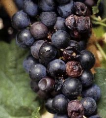 Dégâts de la <b>pourriture acide</b> sur baies de raisin de cépage rouge.