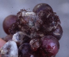 Détails de sporulation d'<b><i>Aspergillus</i> sp.</b> sur baies de raisin rouge. (Pourriture à Aspergillus)