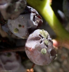 <i><b>Cladosporium herbarum</b></i> forme des coussinets sporifères de couleur vert olive à la surface des baies infectées. Des milliers de conidies sont produites sur ces coussinets.