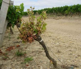 Un apport malencontreux d'un herbicide sur ce cep est à l'origine de l'aspect rabougri, broussailleux de sa végétation.  <b>Phytotoxicité </b>