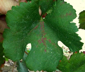 Des lésions rougeâtres sont présentes le long de quelques nervures de cette feuille de vigne. <i><b>Eotetranychus carpini</b></i>  (Acarien jaune des charmilles)