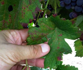 Sur ces feuilles de vigne on observe des décolorations internervaires rouges dues au parasitisme de <i><b>Eotetranychus carpini</b></i>.  (Acarien jaune des charmilles)