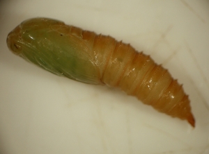 Chez <i><b>Argyrotaenia ljungiana</b></i> la chrysalide est d'abord vert-ocre.