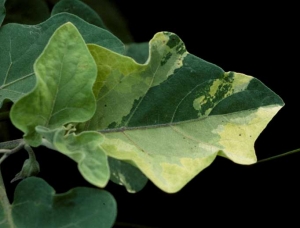 Autres anomalies génétiques sur aubergine : <b>chimères</b>1