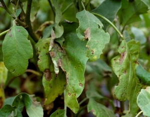 A terme, une partie du limbe en périphérie, complètement desséché, finit par tomber. <i><b>Didymella lycopersici</b></i> (chancres à <i>Didymella</i>, <i>Didymella</i> stem canker)