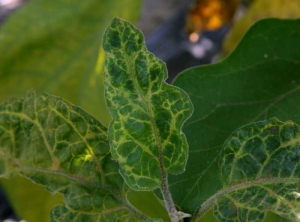 <b>Virus de la marbrure et du rabougrissement de l'aubergine</b> (<i>Eggplant mottled dwarf virus</i>, EMDV) sur aubergine3