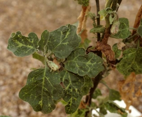 <b>Virus de la marbrure et du rabougrissement de l'aubergine</b> (<i>Eggplant mottled dwarf virus</i>, EMDV) sur aubergine12