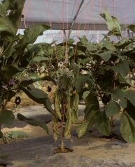 <i><b>Phytophthora nicotianae</b></i> (ex <i>P. parasitica</i>) sur aubergine6