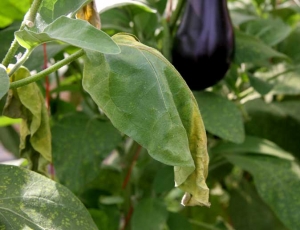 <b><i>Verticillium dahliae</i></b> (verticilliose, <i>Verticillium</i> wilt) sur aubergine9