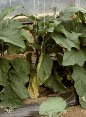 <b><i>Verticillium dahliae</i></b> (verticilliose, <i>Verticillium</i> wilt) sur aubergine30