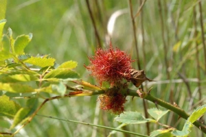 JCS9_Diplolepis_rosae_02