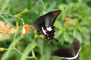 JCS78_Papilio_polytes_Guangzhou_05