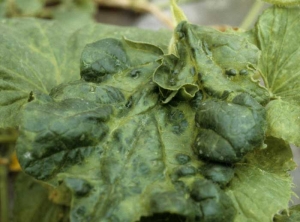 Feuille partiellement cloquée et déformée présentant aussi une énation. </b>Virus de la mosaïque jaune de la courgette </b>(<i>Zucchini yellow mosaic virus</i>, ZYMV)
