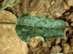 Cette feuille lancéolée a pris l'aspect d'une feuille de chêne ; elle présente aussi une mosaïque plutôt marquée. <b>Virus de la mosaïque de la courge</b> (<i>Squash mosaic virus</i>, SqMV)

