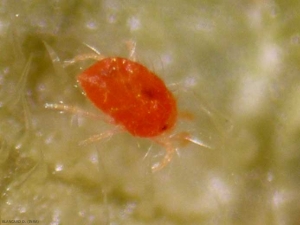 Aspect de l'acarien rouge <b><i>Tetranychus cinnabarinus</i></b>.