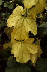 Feuilles de melon entièrement jaunes (jaunisse des cucurbitacées). </b>Anomalie de coloration</b>