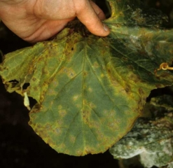 Plusieurs petites taches huileuses sont apparues sur cette feuille de melon. Elles jaunissent progressivement et deviennent progressivement nécrotiques, prenant en même temps une teinte brune à rougeâtre.
<i></b>C. orbiculare</b></i> (anthracnose)