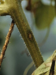 Cette récente lésion sur tige de melon est humide et plutôt allongée. Son centre se couvre de masses orangées caractérisant les attaques de <i></b>C. orbiculare</b></i>.