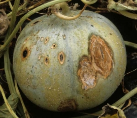 Ce fruit de melon montre à la fois des petites taches de Cladosporiose située sur la gauche, et des taches d'anthracnose plus larges à droite. </b><i>Cladosporium cucumerinum</i></b>, <b><i>Colletotrichum lagenarium</i></b>