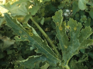 Taches entourées d'un halo jaune; les tissus gris et nécrosés du centre sont partiellement tombés de cette feuille de concombre. <i></b>Cladosporium cucumerinum</b></i>