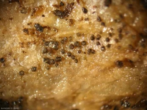 Fructifications de  <i><b>Didymella bryoniae</b></i>  observées à la loupe binoculaire à faible grossissement(chancres gommeux sur tige, gummy stem blight) 
