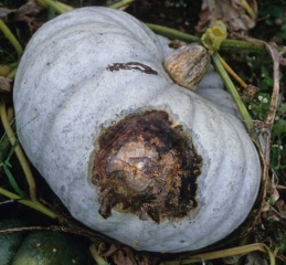 Une large lésion irrégulière, graisseuse et sombre en périphérie, nécrotique et quelque peu liégeuse au centre, s'est développée sur la partie de ce fruit au contact du sol. <i><b>Didymella bryoniae</b></i>