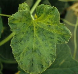 Un 'vein banding', se manifestant localement le long de certaines nervures sur cette feuille, confère au limbe l'apparence d'une mosaïque en taches. <b>Virus de la mosaïque de la pastèque</b> (<i>Watermelon mosaic virus</i>, WMV)