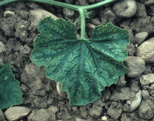 Vein banding très marqué affectant aussi les nervures secondaires. <b>Virus de la mosaïque de la courge</b> (<i>Squash mosaic virus</i>, SqMV)