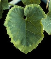 Jaunissement de la périphérie du limbe d'une feuille de melon ; une phytotoxicité du cuivre peut être à l'origine d'un tel symptôme. <b>Phytotoxicité</b> 