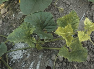 Jaunissement et blanchiment rapide affectant plutôt les feuilles de l'apex de ce pied de melon. <b>Phytotoxicité</b> 