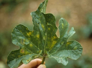 L'oïdium peut parfois s'exprimer différemment sous la forme de taches jaunes, diffuses, visibles sur la face supérieure de cette feuille de melon. <i><b>Podosphaera xanthii</b></i> ou <i><b>Golovinomyces cichoracearum</b></i>