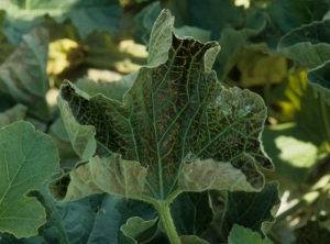 La quasi totalité des tissus situés entre les nervures  de cette feuille de melon brunissent en se nécrosant progressivement.   <b>grillure physiologique</b>