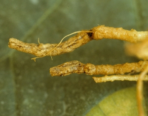 Ces deux racines sont ceinturées par des manchons liégeux marron foncé, craquelés longitudinalement par endroits. <b><i>Pyrenochaeta lycopersici</i></b> (racines liégeuses)